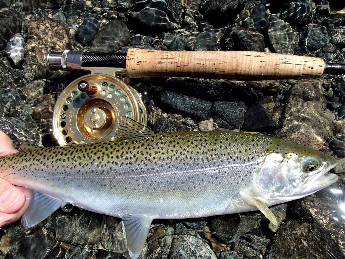 Outdoors  Why anglers are coming across usually big rainbow