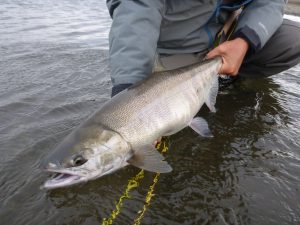 Fresh Chum Salmon