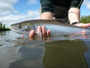 Alaskan Dolly Varden