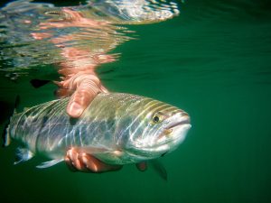 Rainbow Trout Fly Fishing