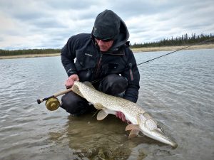 Midnight Sun Trophy Pike - Trophy Alaska Pike Fishing