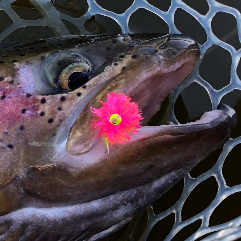 The Pink Dancer Fly Pattern: Sweep 'Em off their Fins –