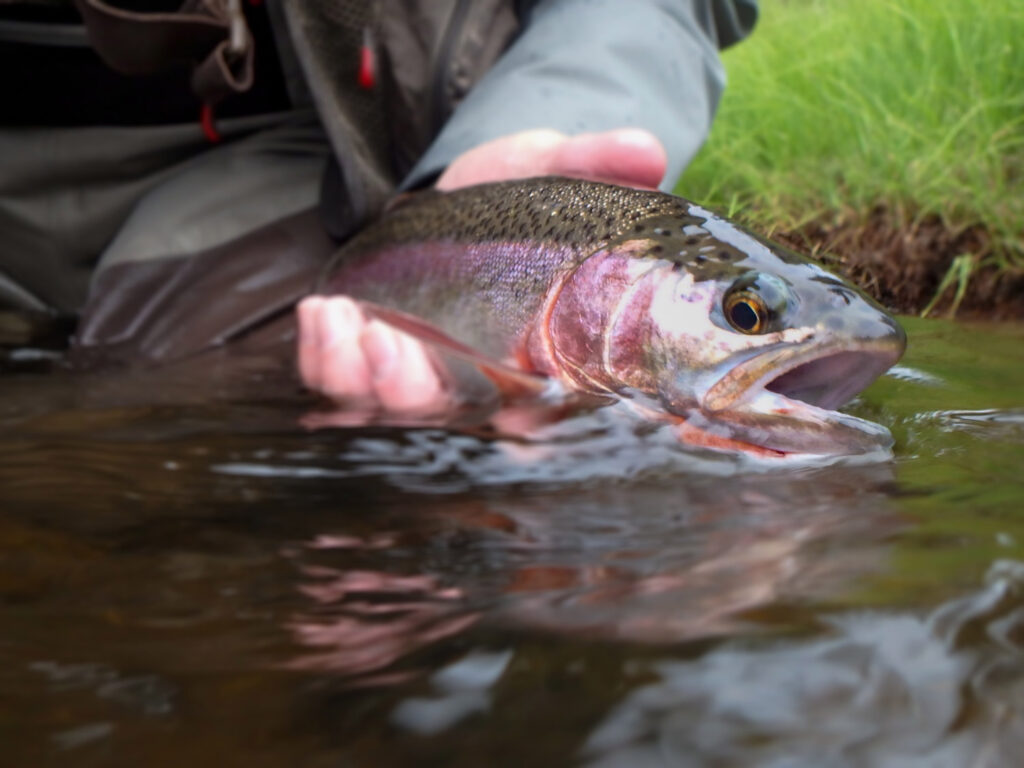 Escaping From It All - Dry Fly Fishing The Upper Dean River –