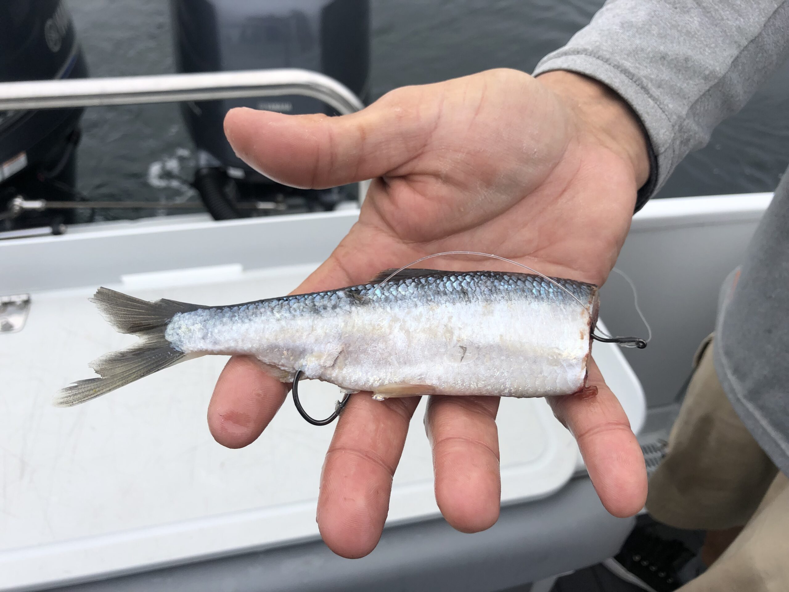 Fish Naked Cut Plug Fishing With Big Coast Islander Precision Reels