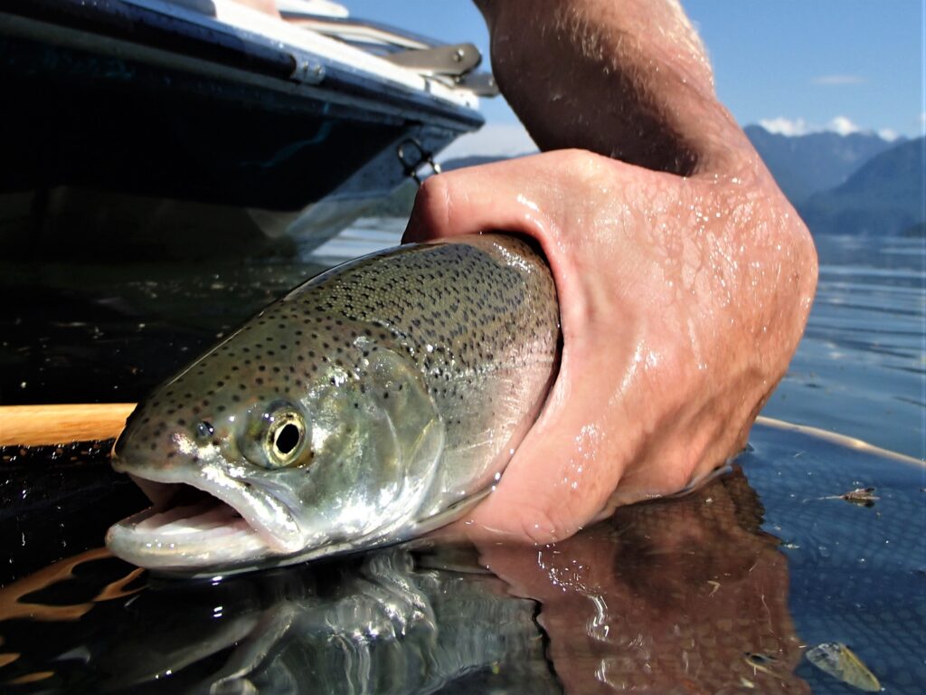 California Outdoors Q&A  How high can rainbow trout jump?