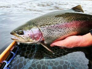 Summer Fly Fishing Tactics for Stillwater Trout – Islander