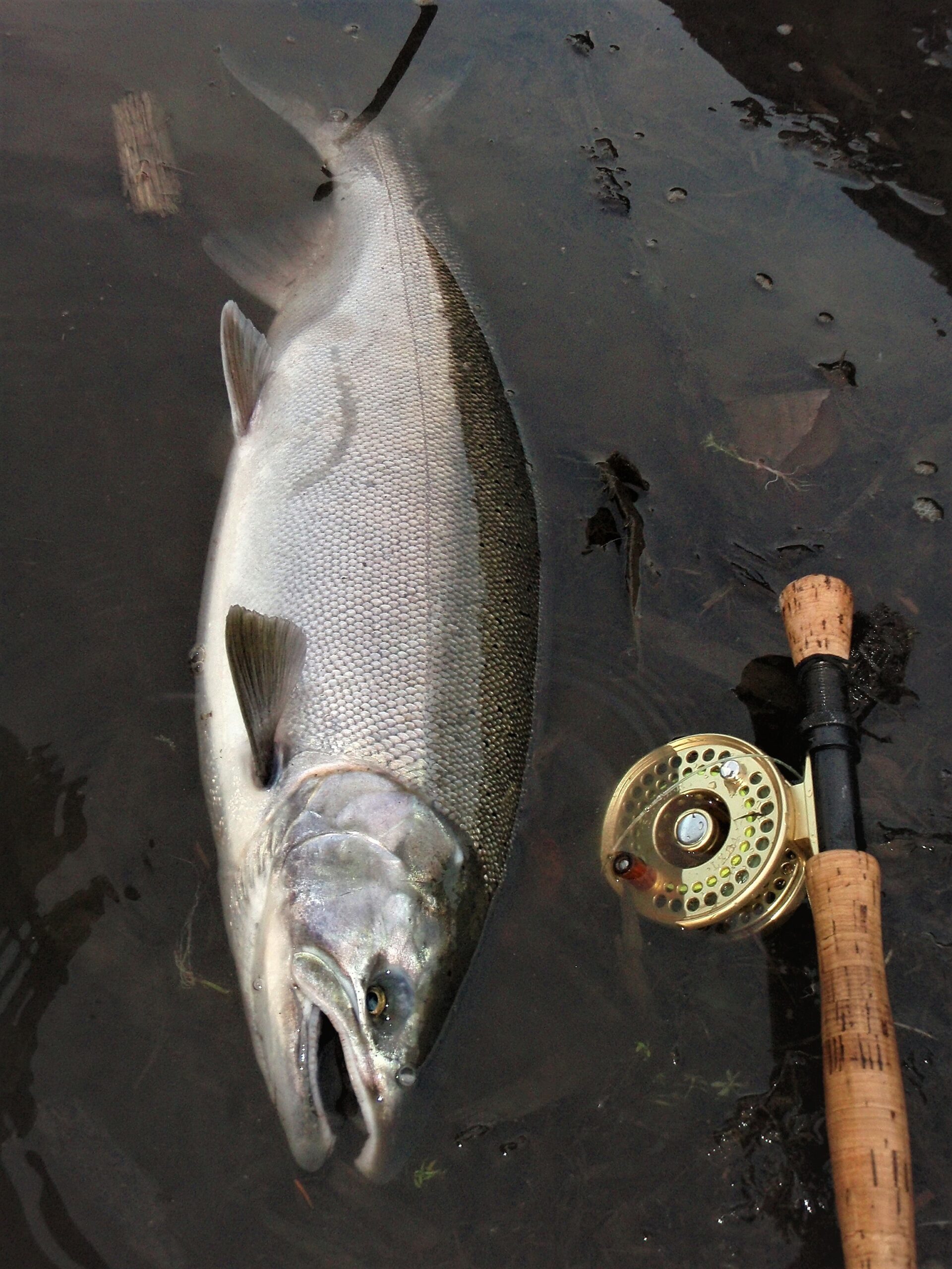 Targeting Coho in non-tidal waters – Islander Precision Reels