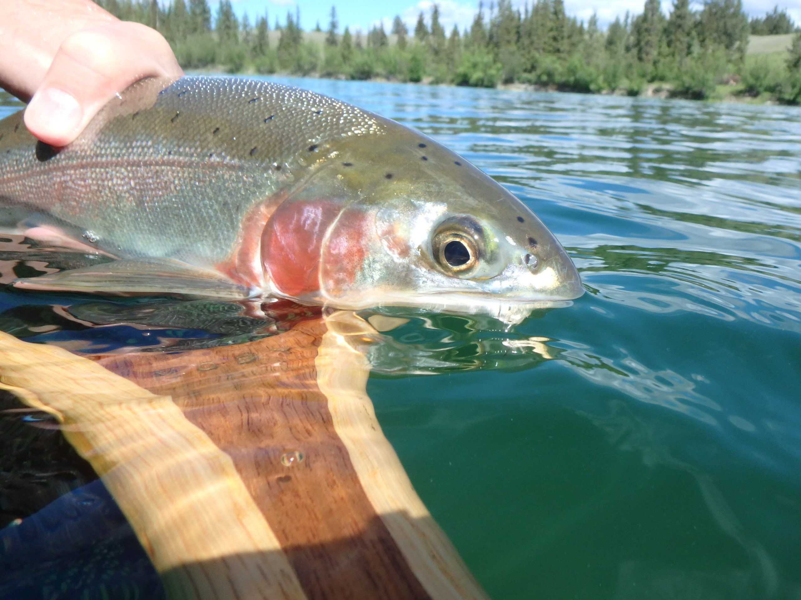 netted a nice rainbow