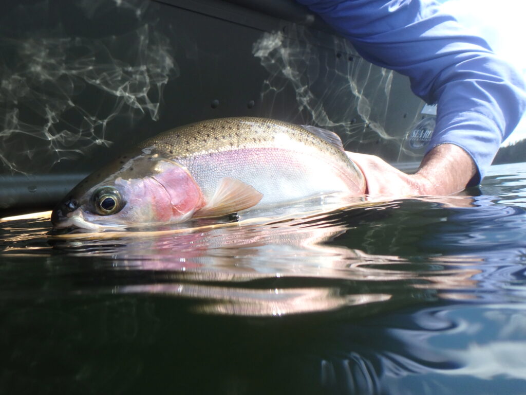 A handful of rainbow trout taken on a mayfly emerger.
